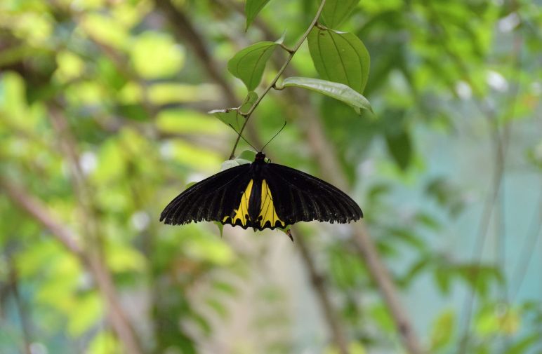 kuala_lumpur_kuala_lumpur_butterfly_park_8