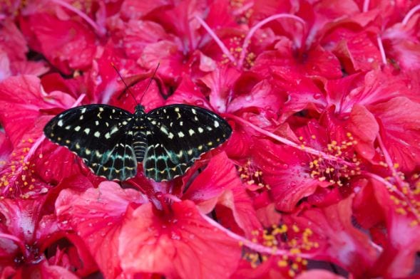 kuala_lumpur_kuala_lumpur_butterfly_park_9