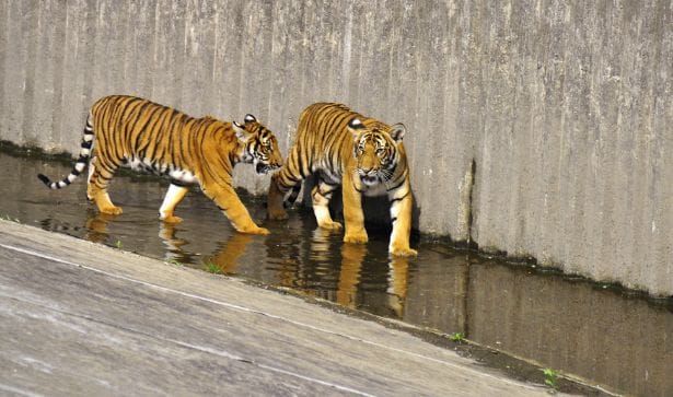 kuala_lumpur_national_zoo_of_malaysia_1