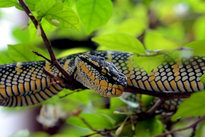 kuala_lumpur_national_zoo_of_malaysia_4