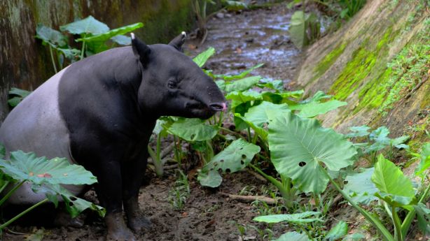 kuala_lumpur_national_zoo_of_malaysia_5