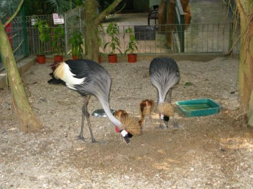 kuala_lumpur_national_zoo_of_malaysia_7