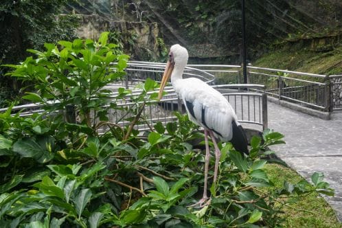 kuala_lumpur_national_zoo_of_malaysia_8