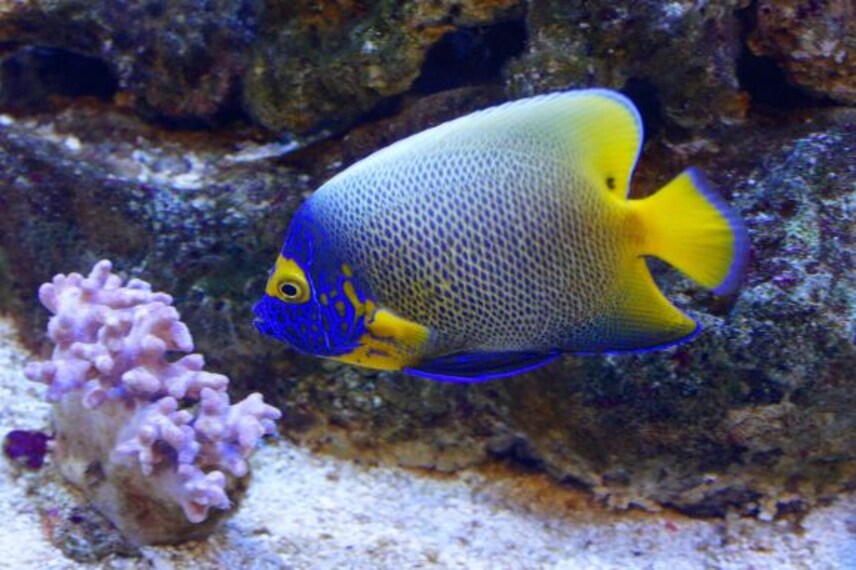 kuala_lumpur_aquaria_klcc_1