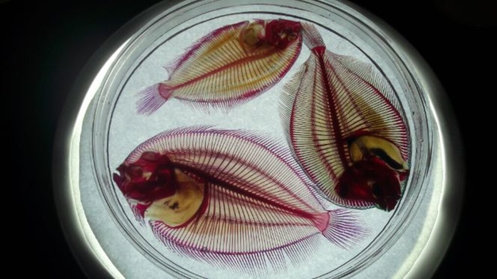 kuala_lumpur_aquaria_klcc_2