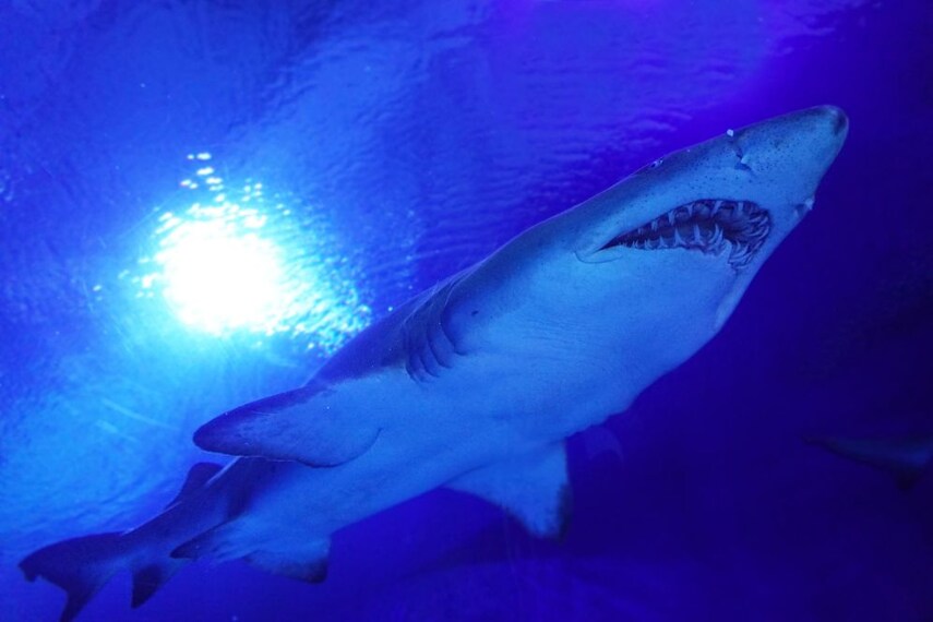 kuala_lumpur_aquaria_klcc_3