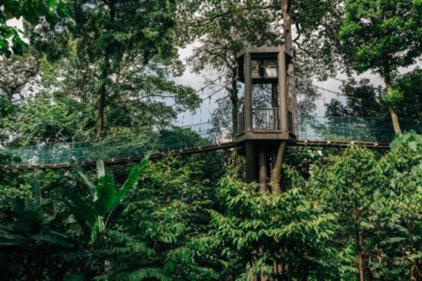 kuala_lumpur_bukit_nanas_forest_reserve_6