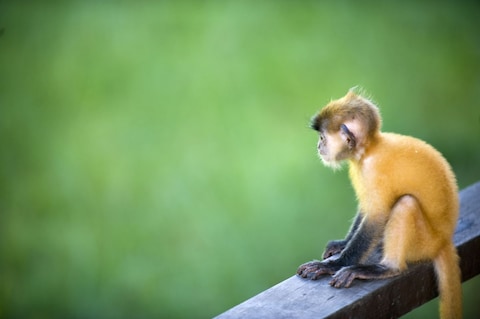 National Zoo of Malaysia