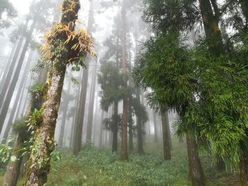 kurseong_relax_at_the_dowhill_eco_park