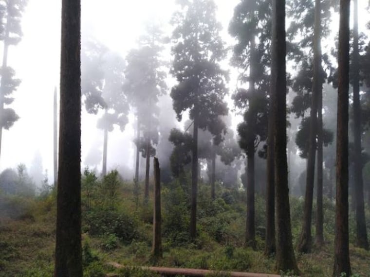 kurseong_dowhill_deer_park