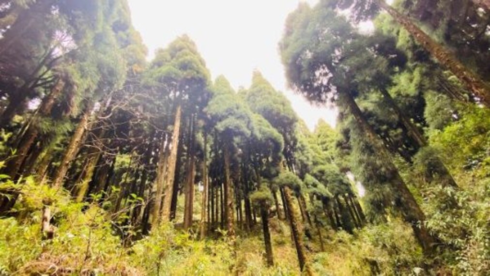 kurseong_explore_senchal_wildlife_sanctuary