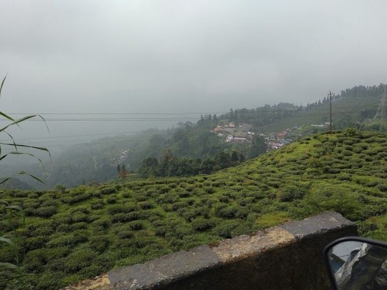 kurseong_tour_a_tea_garden