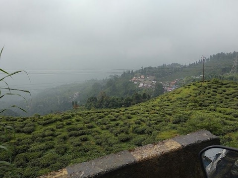 Tour a Tea Garden