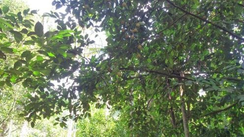 kumily_spice_plantation_tour