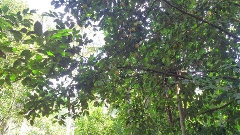 Spice Plantation Tour