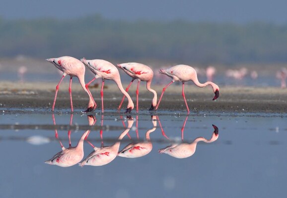 Kutch_wildlife