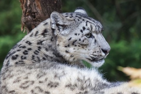 Spot Wildlife in Hemis National Park