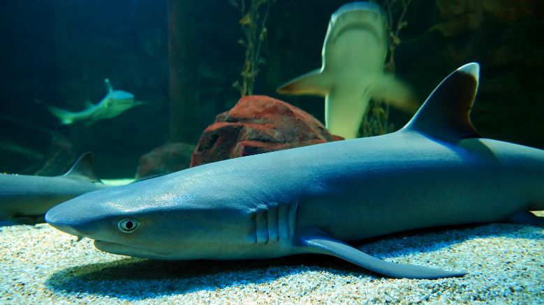 langkawi_underwater_world_1