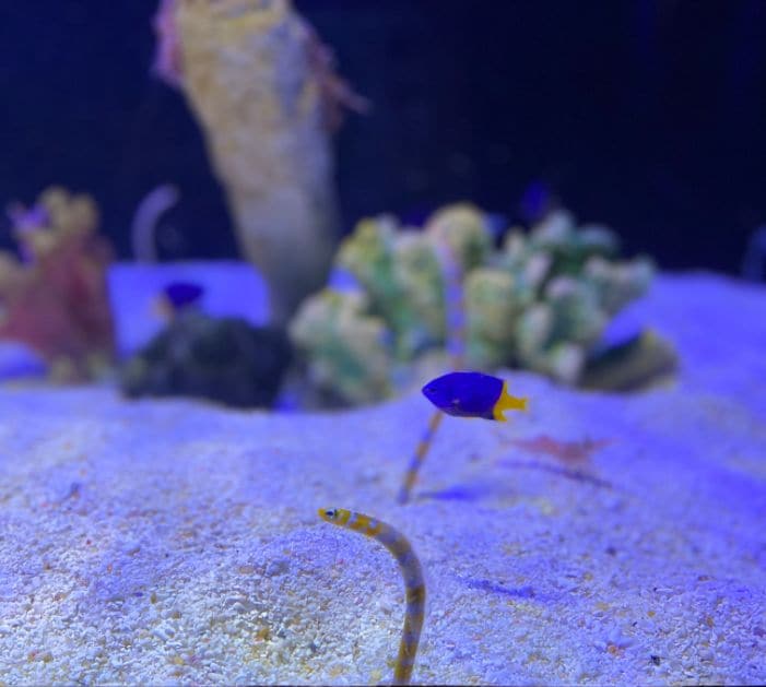 langkawi_underwater_world_3