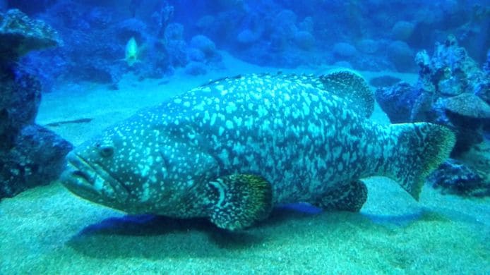 langkawi_underwater_world_4