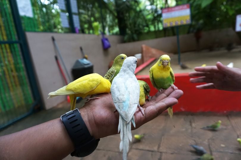 langkawi_wildlife_park_1