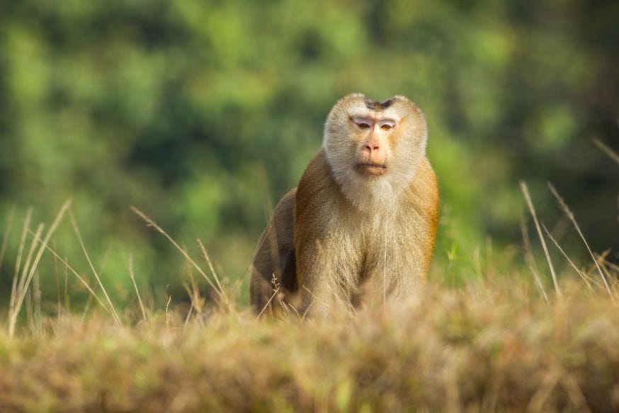 langkawi_wildlife_park_2