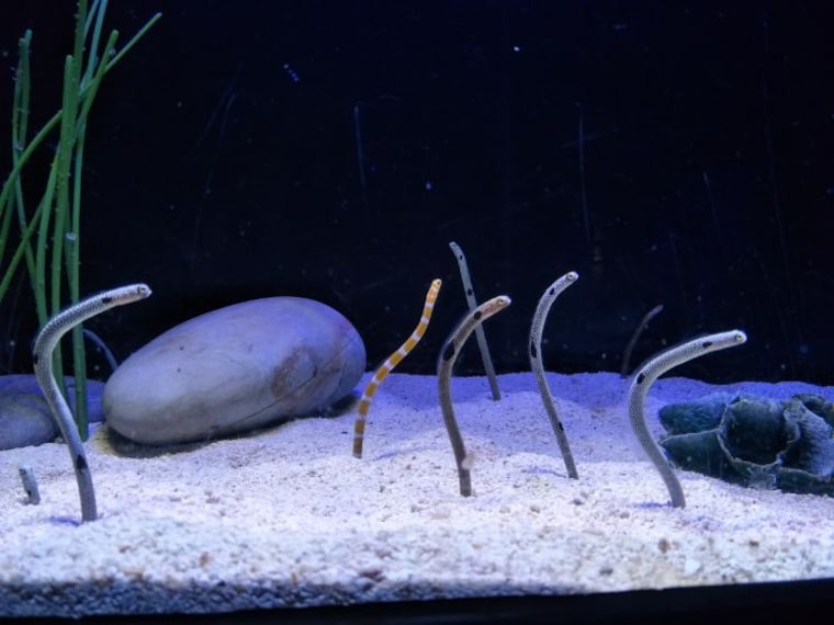 langkawi_underwater_world_5