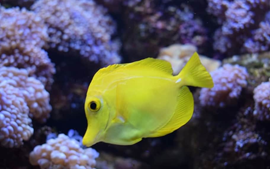 Langkawi Underwater World Landscape Image