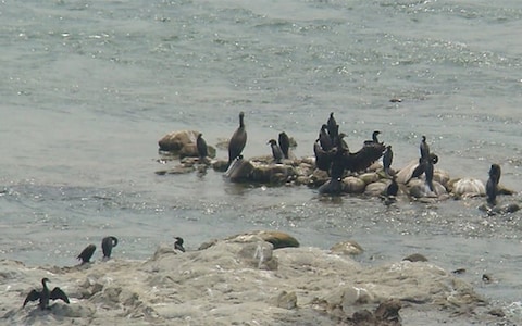 Go for a Safari Ride in Kalagarh Wildlife Sanctuary