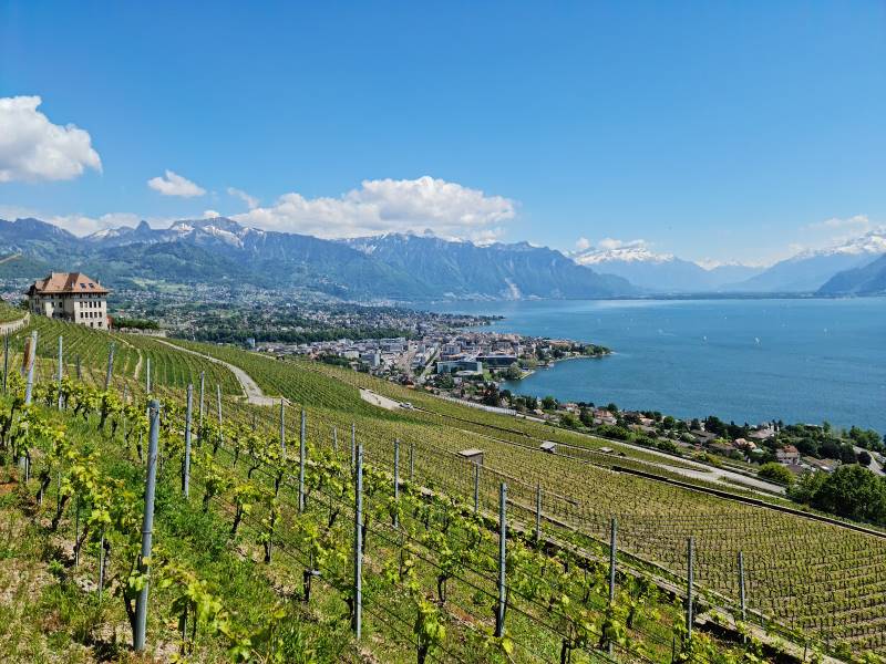 Lausanne_Terrasses_Viticoles_de_Lavaux_1