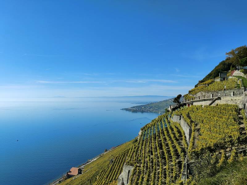 Lausanne_Terrasses_Viticoles_de_Lavaux_2