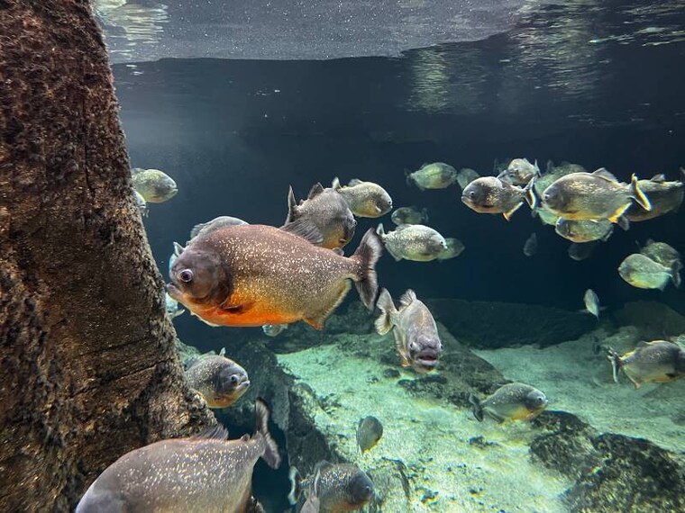 Lausanne_Aquatis_Aquarium-Vivarium_5