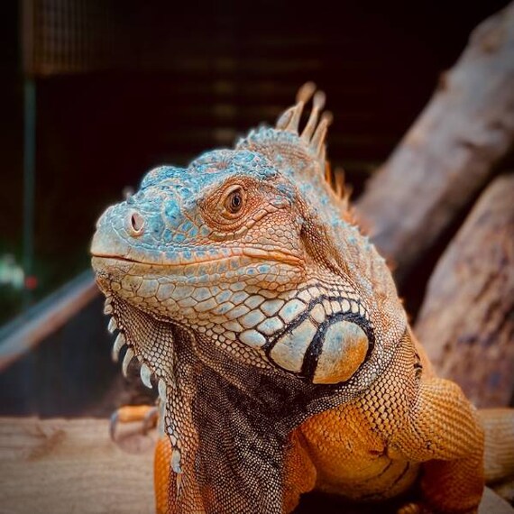 Lausanne_Aquatis_Aquarium-Vivarium_8