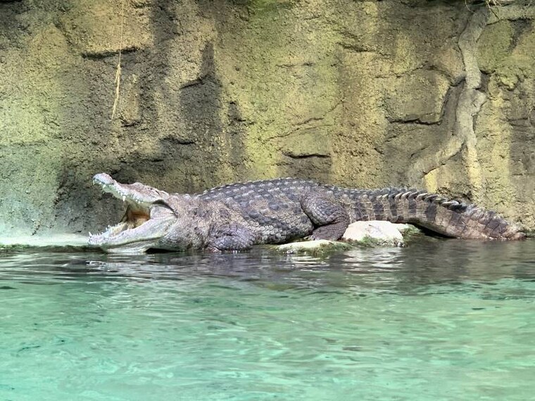 Lausanne_Aquatis_Aquarium-Vivarium_9