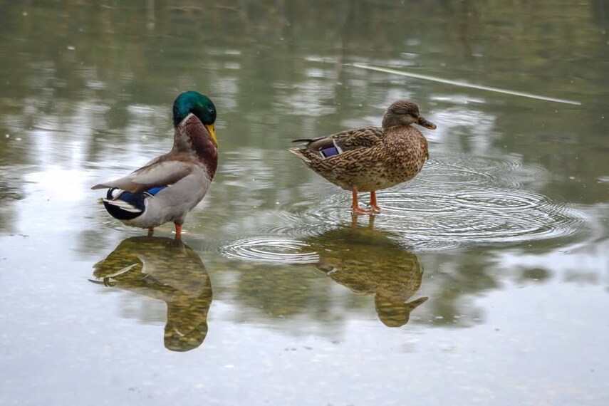 Lausanne_Lac_de_Sauvabelin_6