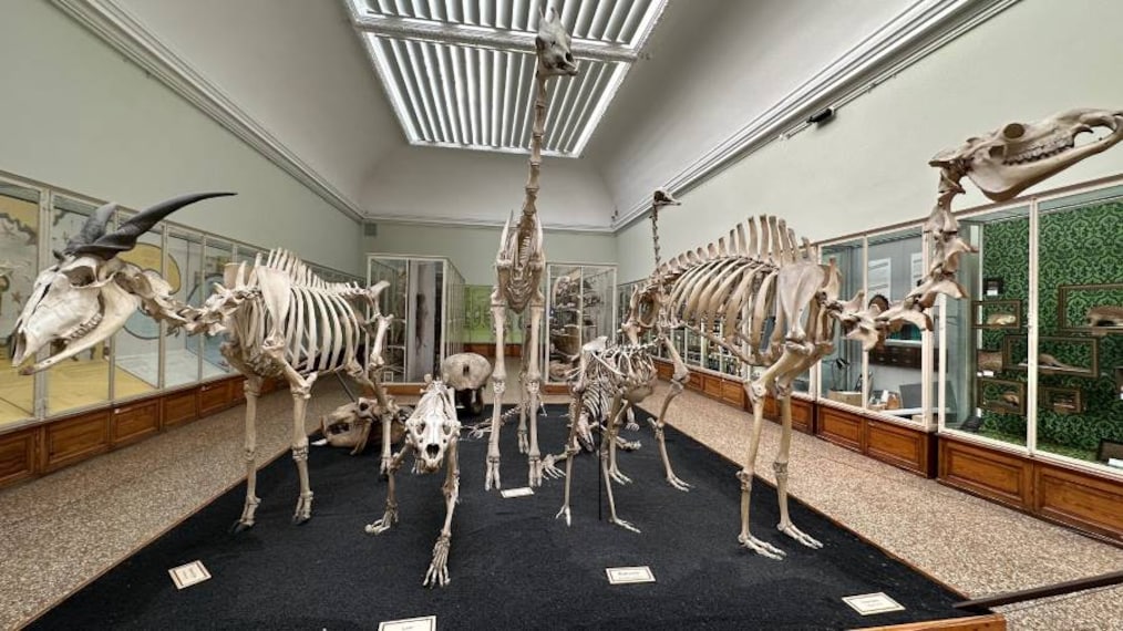 Lausanne_Palais_de_Rumine_9