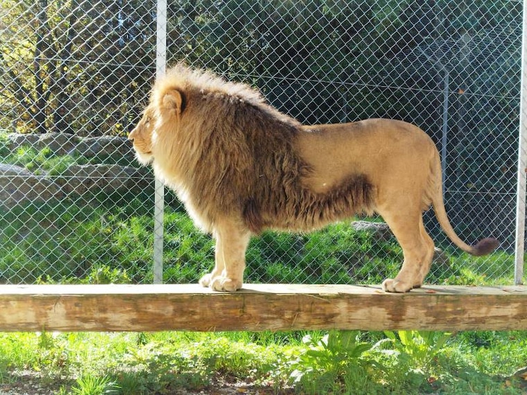 Lausanne_Servion_Zoo_4