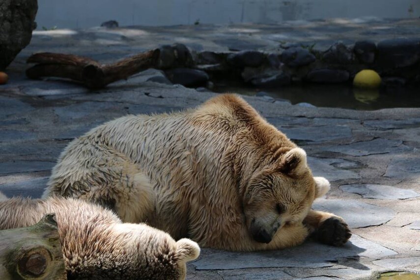 Lausanne_Servion_Zoo_5