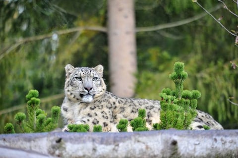 Servion Zoo