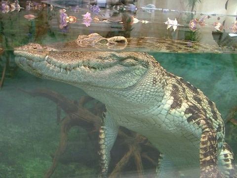 Tropiquarium