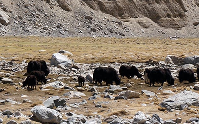 Leh Hemis National Park Landscape Image