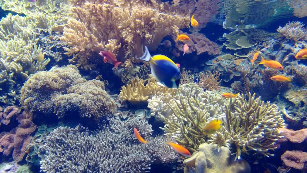 Oceanario_de_Lisboa_3