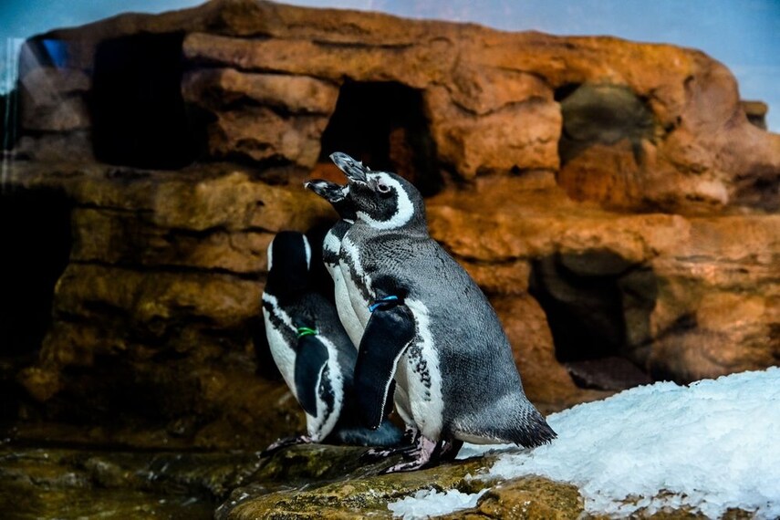 Oceanario_de_Lisboa_4