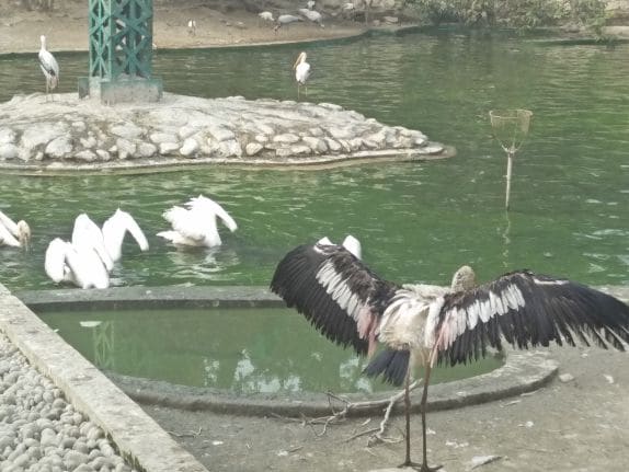 Lucknow Lucknow Zoological Garden Landscape Image