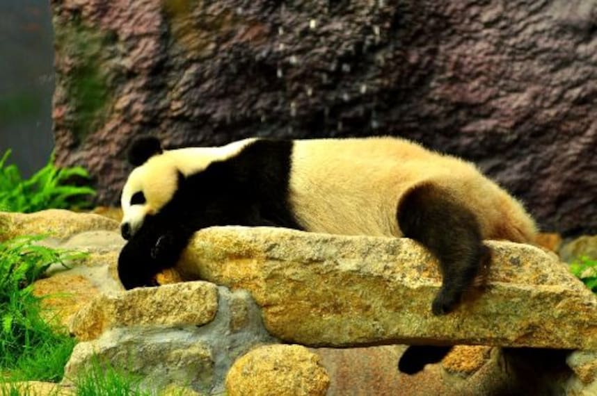 Macau Seac Pai Van Park Landscape Image