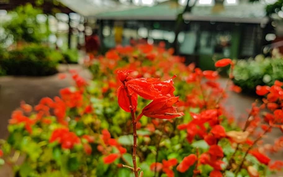 Mahabaleshwar Mapro Garden Landscape Image