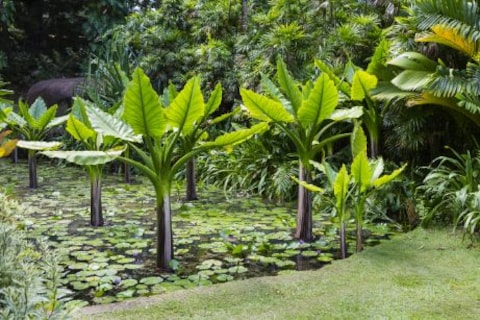 The Botanical Garden