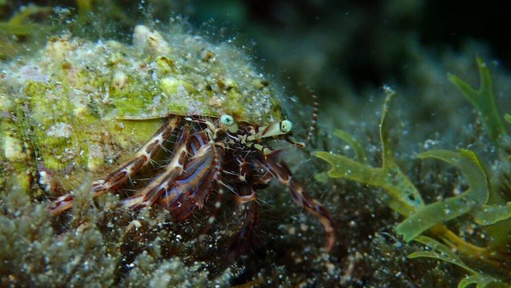 Majorca_Cala_Delta_Scuba_Diving_2