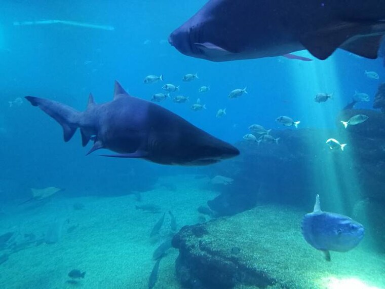 Majorca_Cala_Delta_Scuba_Diving_6