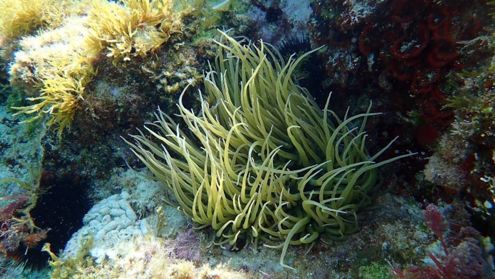 Majorca_Cala_Delta_Scuba_Diving_9